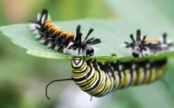 Rose Swamp Milkweed (Asclepias Incarnata) - 6 Pack Of 1 Gallon Pots -Cheap Plants Store asclepias incarnata rose swamp milkweed 8