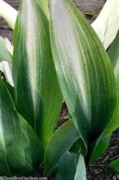 Morning Sun Cast Iron Plant (Aspidistra Elatior 'Asahi') - 3 Gallon Pot -Cheap Plants Store aspidistra elatior asahi rising sun cast iron plant 4