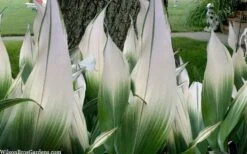 Snowcap Cast Iron Plant (Aspidistra Elatior 'Snowcap') - 3 Gallon Pot -Cheap Plants Store aspidistra elatior snow cap cast iron plant 2