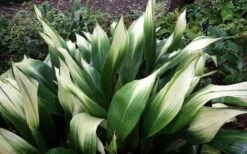 Snowcap Cast Iron Plant (Aspidistra Elatior 'Snowcap') - 3 Gallon Pot -Cheap Plants Store aspidistra elatior snow cap cast iron plant 3