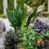 Tiny Tank Dwarf Cast Iron Plant - 3 Gallon Pot -Cheap Plants Store aspidistra elatior tiny tank dwarf cast iron plant 3