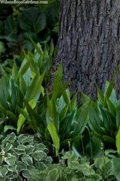 Tiny Tank Dwarf Cast Iron Plant - 3 Gallon Pot -Cheap Plants Store aspidistra elatior tiny tank dwarf cast iron plant 4