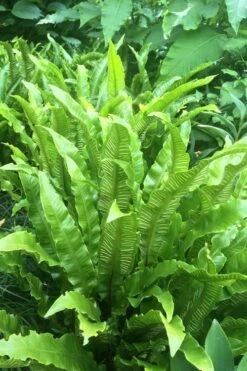 Hart's Tongue Fern (Asplenium Scolopendrium) - 1 Gallon Pot -Cheap Plants Store asplenium scolopendrium harts tongue fern 3