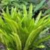 Hart's Tongue Fern (Asplenium Scolopendrium) - 1 Gallon Pot -Cheap Plants Store asplenium scolopendrium harts tongue fern 8