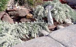 Snow Flurry Heath Aster - 5 Pack Of Quart Pots -Cheap Plants Store aster ericoides snow flurry 19