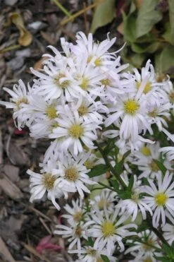Snow Flurry Heath Aster - 5 Pack Of Quart Pots -Cheap Plants Store aster ericoides snow flurry 4