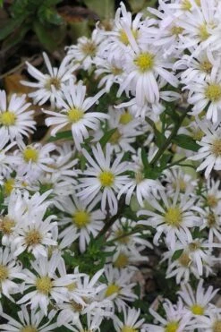 Snow Flurry Heath Aster - 5 Pack Of Quart Pots -Cheap Plants Store aster ericoides snow flurry 5