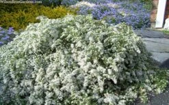 Snow Flurry Heath Aster - 5 Pack Of Quart Pots -Cheap Plants Store aster ericoides snow flurry heath aster 20