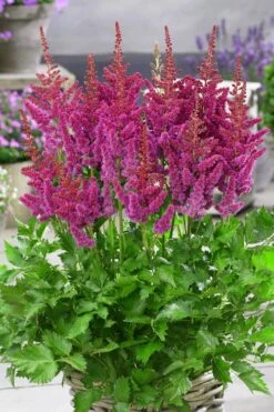 Visions In Red Astilbe - 1 Gallon -Cheap Plants Store astilbe visions in red 11