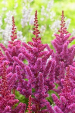 Visions In Red Astilbe - 1 Gallon -Cheap Plants Store astilbe visions in red 13
