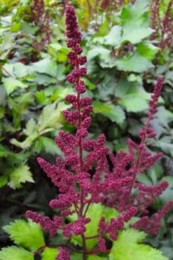 Visions In Red Astilbe - 1 Gallon -Cheap Plants Store astilbe visions in red 16