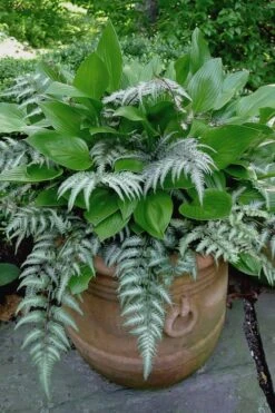 Japanese Painted Fern - 6 Pack Of 1 Gallon Pots 14 Japanese Painted Fern - 6 Pack Of 1 Gallon Pots -Cheap Plants Store athyrium niponicum pictum japanese painted fern 104 3