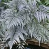 Japanese Painted Fern - 6 Pack Of 1 Gallon Pots -Cheap Plants Store athyrium niponicum pictum japanese painted fern 105 3