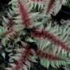 Regal Red Japanese Painted Fern - 6 Pack Of 1 Gallon Pots -Cheap Plants Store athyrium pictum regal red japanese painted fern 10 1