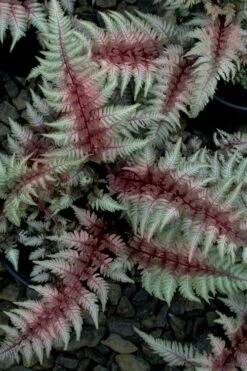 Regal Red Japanese Painted Fern - 1 Gallon Pot