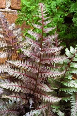 Regal Red Japanese Painted Fern - 5 Pack Of Quart Pots -Cheap Plants Store athyrium pictum regal red japanese painted fern 11 2