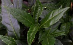Dwarf Green Aucuba - Japanese Laurel - 3 Gallon Pot -Cheap Plants Store aucuba dwarf green foliage 1