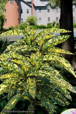 Hosoba Hoshifu Variegated Aucuba (Japanese Laurel) - 3 Gallon Pot -Cheap Plants Store aucuba hosoba hoshifu11
