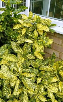 Golden King Aucuba (Male) - 3 Gallon Pot -Cheap Plants Store aucuba japonica golden king japanese laurel 1