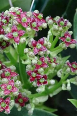 Rozannie Dwarf Aucuba (Japanese Laurel) - 3 Gallon Pot -Cheap Plants Store aucuba japonica rozannie japanese laurel 1