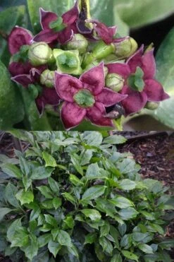 Rozannie Dwarf Aucuba (Japanese Laurel) - 3 Gallon Pot -Cheap Plants Store aucuba japonica rozannie japanese laurel 13