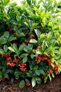 Rozannie Dwarf Aucuba (Japanese Laurel) - 3 Gallon Pot -Cheap Plants Store aucuba japonica rozannie japanese laurel 8