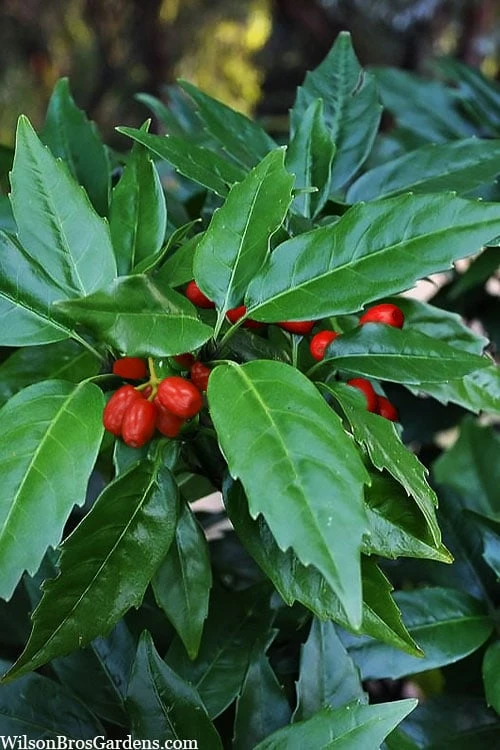 Sawtoothed Aucuba Serratifolia - 1 Gallon Pot 3 Sawtoothed Aucuba Serratifolia - 1 Gallon Pot