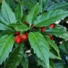 Sawtoothed Aucuba Serratifolia - 6 Pack Of 1 Gallon Pots 1 Sawtoothed Aucuba Serratifolia - 6 Pack Of 1 Gallon Pots -Cheap Plants Store aucuba japonica serratifolia sawtoothed japanese laurel 20