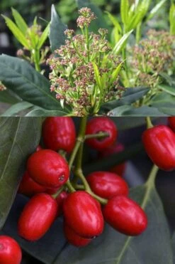 Sawtoothed Aucuba Serratifolia - 1 Gallon Pot 17 Sawtoothed Aucuba Serratifolia - 1 Gallon Pot -Cheap Plants Store aucuba japonica serratifolia sawtoothed japanese laurel 21 1