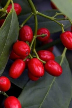 Sawtoothed Aucuba Serratifolia - 1 Gallon Pot 14 Sawtoothed Aucuba Serratifolia - 1 Gallon Pot -Cheap Plants Store aucuba japonica serratifolia sawtoothed japanese laurel 23 1