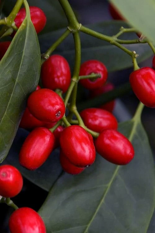 Sawtoothed Aucuba Serratifolia - 1 Gallon Pot 7 Sawtoothed Aucuba Serratifolia - 1 Gallon Pot - Image 5