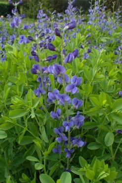 Blue False Indigo (Baptisia Australis) - 5 Pack Of Quart Pots -Cheap Plants Store baptisia australis blue false indigo 11 1
