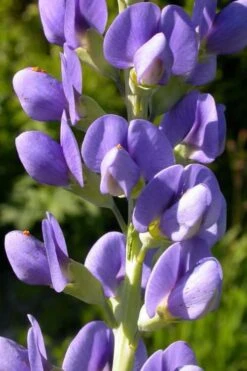 Blue False Indigo (Baptisia Australis) - 5 Pack Of Quart Pots -Cheap Plants Store baptisia australis blue false indigo 14 1