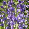 Blue False Indigo (Baptisia Australis) - 5 Pack Of Quart Pots 1 Blue False Indigo (Baptisia Australis) - 5 Pack Of Quart Pots -Cheap Plants Store baptisia australis blue false indigo 15 1