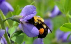 Blue False Indigo (Baptisia Australis) - 1 Gallon Pot -Cheap Plants Store baptisia australis blue wild indigo 3