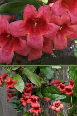 Shalimar Red Crossvine - Bignonia Capreolata - 2 Gallon Pot -Cheap Plants Store bignonia shalimar red crossvine 500x750 2