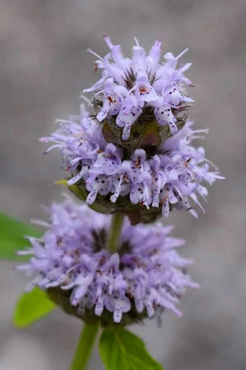 Downy Pagoda Plant (Blephilia Ciliata) - 1 Gallon Pot 3 Downy Pagoda Plant (Blephilia Ciliata) - 1 Gallon Pot