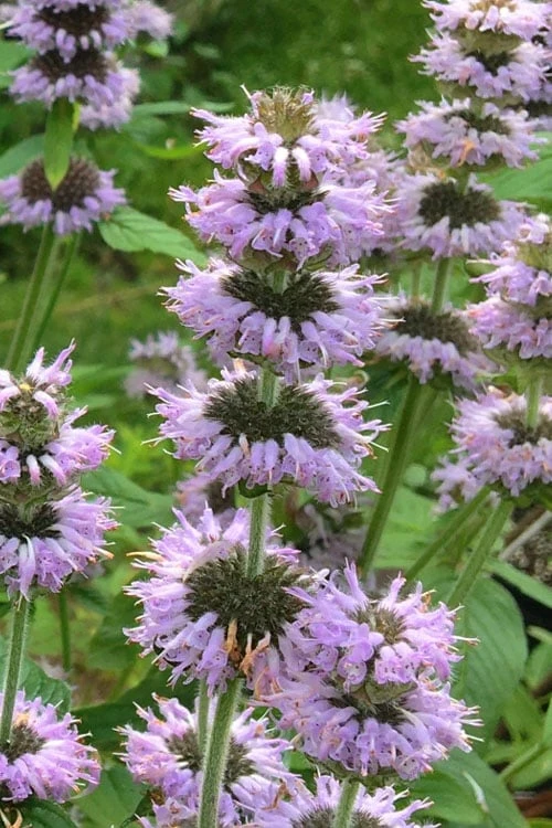 Downy Pagoda Plant (Blephilia Ciliata) - 1 Gallon Pot 7 Downy Pagoda Plant (Blephilia Ciliata) - 1 Gallon Pot - Image 5