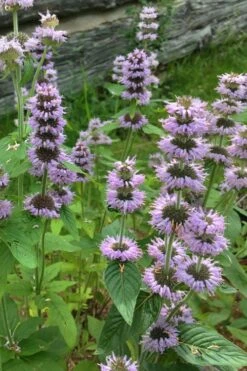 Downy Pagoda Plant (Blephilia Ciliata) - 1 Gallon Pot 10 Downy Pagoda Plant (Blephilia Ciliata) - 1 Gallon Pot -Cheap Plants Store blephilia ciliata downy pagoda wood mint 5