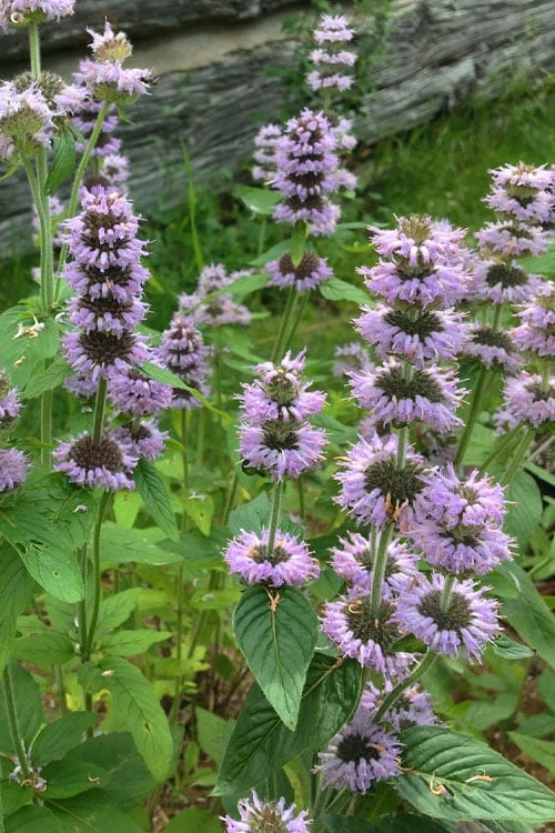 Downy Pagoda Plant (Blephilia Ciliata) - 1 Gallon Pot 6 Downy Pagoda Plant (Blephilia Ciliata) - 1 Gallon Pot - Image 4