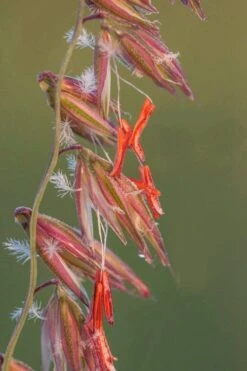 Side Oats Grama Grass (Bouteloua Curtipendula) - 8 Pack Of 1 Gallon Pots