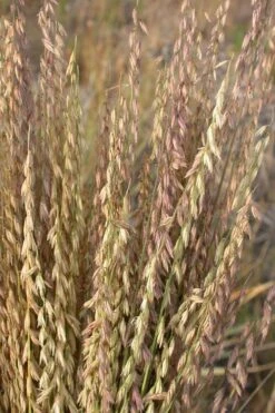 Side Oats Grama Grass (Bouteloua Curtipendula) - 8 Pack Of 1 Gallon Pots -Cheap Plants Store bouteloua curtipendula side oats grama grass 3