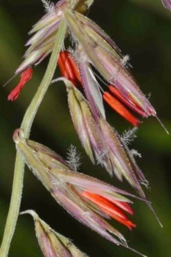 Side Oats Grama Grass (Bouteloua Curtipendula) - 8 Pack Of 1 Gallon Pots -Cheap Plants Store bouteloua curtipendula side oats grama grass 4