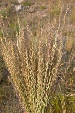 Side Oats Grama Grass (Bouteloua Curtipendula) - 8 Pack Of 1 Gallon Pots -Cheap Plants Store bouteloua curtipendula side oats grama grass 5