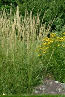 Side Oats Grama Grass (Bouteloua Curtipendula) - 8 Pack Of 1 Gallon Pots -Cheap Plants Store bouteloua curtipendula side oats grama grass 7