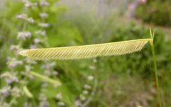 Blonde Ambition Blue Grama Grass (Bouteloua Gracilis) - 6 Pack Of 1 Gallon Pots -Cheap Plants Store bouteloua gracilis blonde ambition grama grass 1