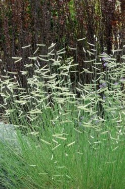 Blonde Ambition Blue Grama Grass (Bouteloua Gracilis) - 6 Pack Of 1 Gallon Pots -Cheap Plants Store bouteloua gracilis blonde ambition grama grass 10