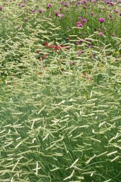 Blonde Ambition Blue Grama Grass (Bouteloua Gracilis) - 6 Pack Of 1 Gallon Pots -Cheap Plants Store bouteloua gracilis blonde ambition grama grass 2