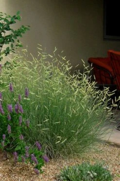 Blonde Ambition Blue Grama Grass (Bouteloua Gracilis) - 6 Pack Of 1 Gallon Pots -Cheap Plants Store bouteloua gracilis blonde ambition grama grass 4