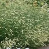 Blonde Ambition Blue Grama Grass (Bouteloua Gracilis) - 6 Pack Of 1 Gallon Pots 1 Blonde Ambition Blue Grama Grass (Bouteloua Gracilis) - 6 Pack Of 1 Gallon Pots -Cheap Plants Store bouteloua gracilis blonde ambition grama grass 5